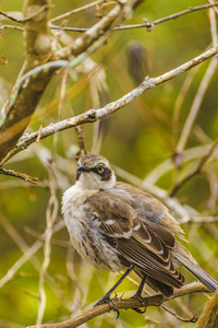 在枯树，厄瓜多尔加拉帕戈的灰色鸟