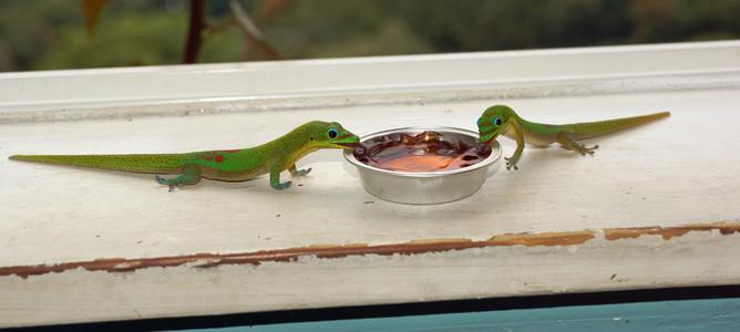 两个绿色的壁虎吃他们的早餐照片