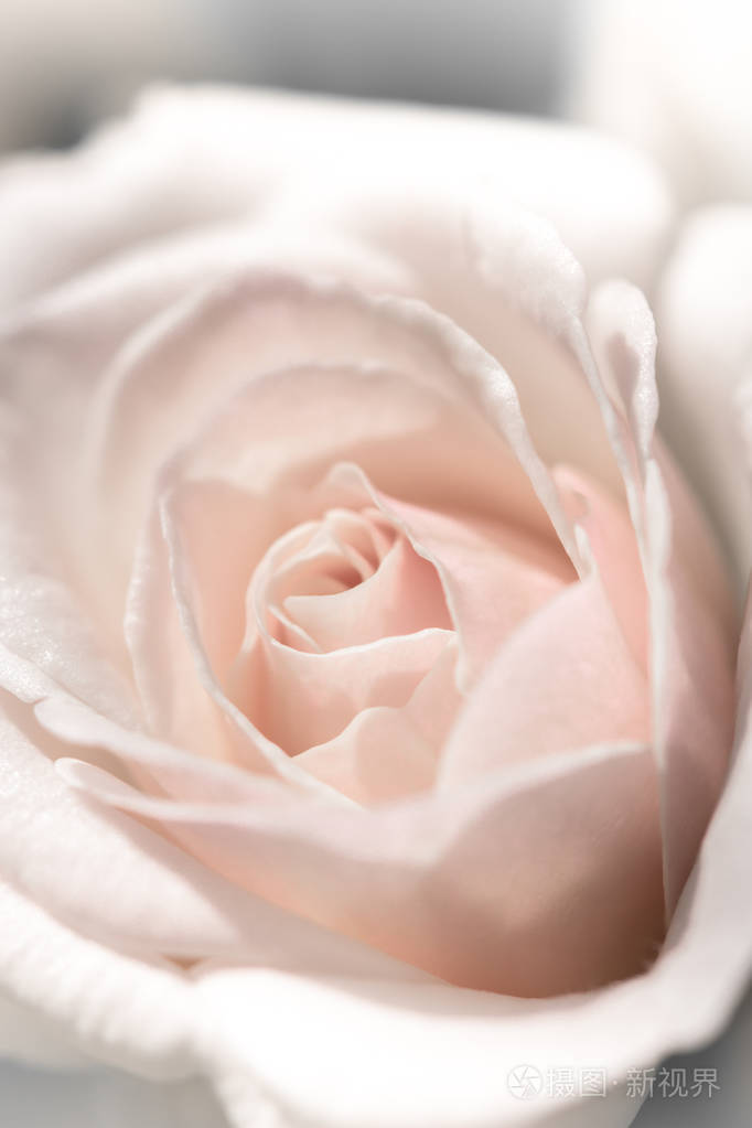 粉红玫瑰背景,浅景深.复古老式惯导系统