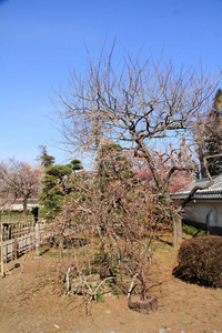 李树林在日本茨城县水户，Kodokan