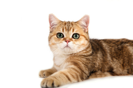 英国猫平纹棕色条纹白色背景上。猫躺在