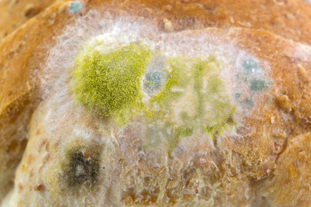 黄色黑色模具上发霉的旧全麦面包照片