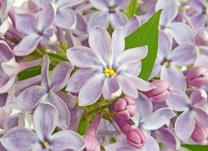 丁香花关闭蜡笔颜色