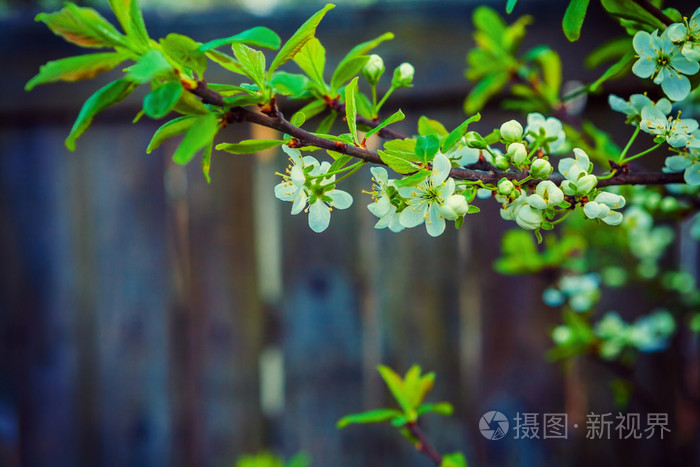 樱桃树开花的分支