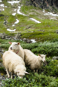 母羊羊放牧的山区林间空地图片