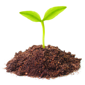 幼苗生长在土壤中照片