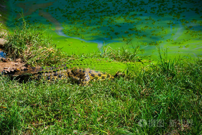 在鳄鱼养殖场的鳄鱼.沙捞越.婆罗洲.马来西亚