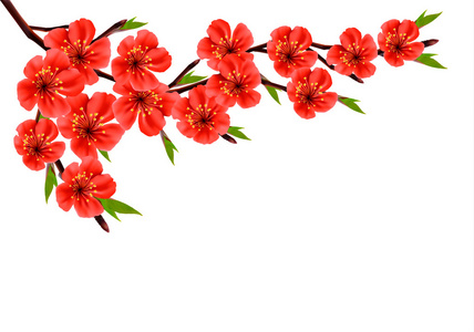 春天的背景与开花早午餐的红色的花。矢量