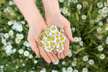 美丽洋甘菊花图片
