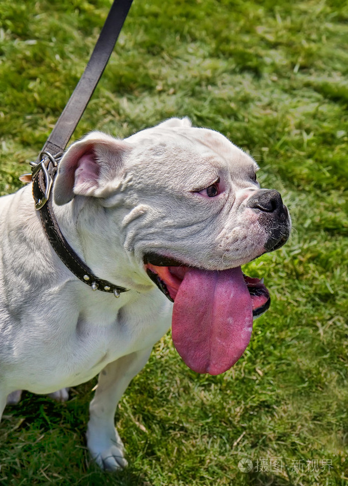 牛头犬与大舌