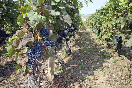 法国葡萄园图片