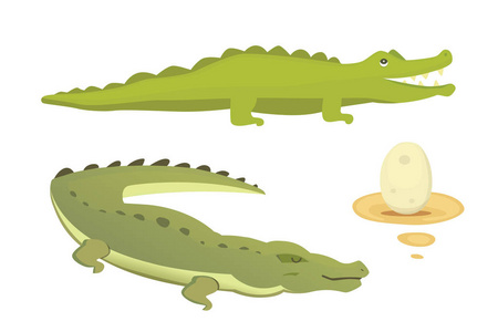 可爱的鳄鱼套。Aligator 矢量卡通插画