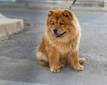 狗松狮犬图片
