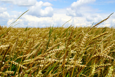 一个夏天风景与金耳朵的小麦