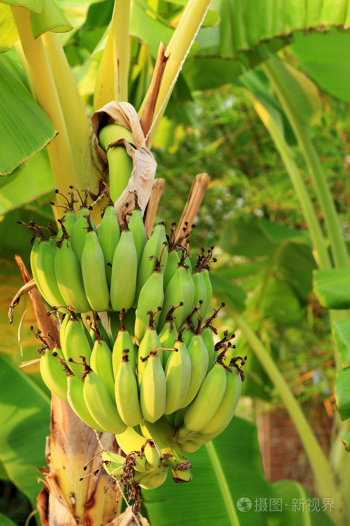 树上的香蕉果实