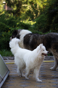 萨摩耶德犬在花园里