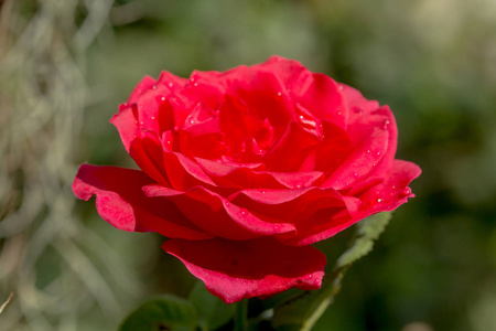 详细的背景花园里的红玫瑰
