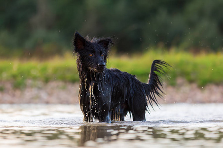 Harzer 福斯澳大利亚牧羊犬杂交站在湖