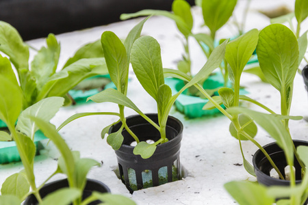 水培法白菜种植水水培法照片