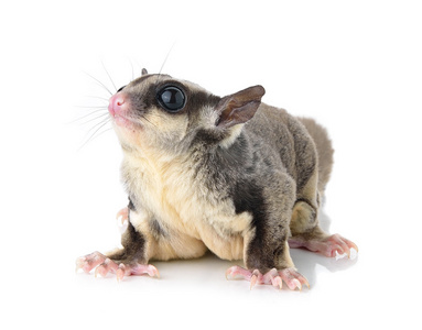 蜜袋鼯白色背景上的蜜袋鼯照片