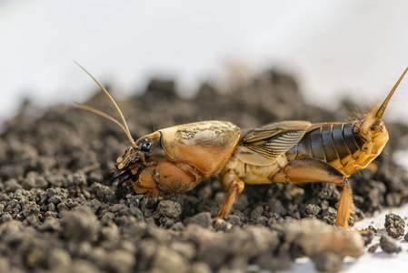 蝼蛄蝼蛄图片