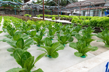 日光温室水培蔬菜