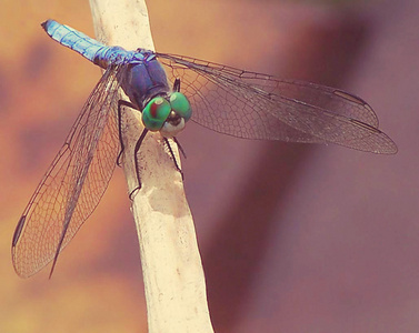 美丽的蜻蜓