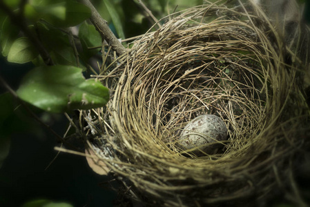 鸡蛋与树上的鸟的巢