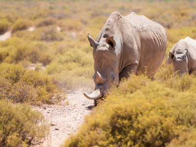 对濒危的白犀牛，走在了保护自然的
