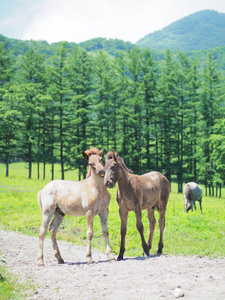 在夏季北海道马