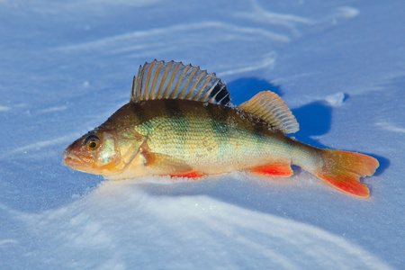 蓝色转轮鱼图片