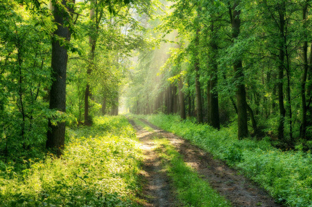 光线穿过树林.在春天森林雾照片