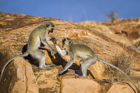 黑脸猴子在南非克鲁格国家公园