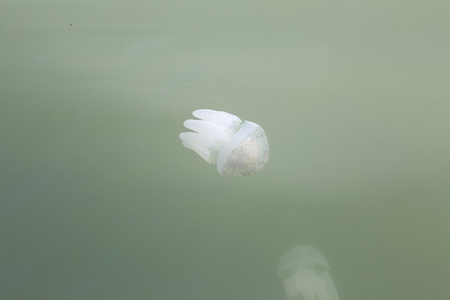 水母在浅水区