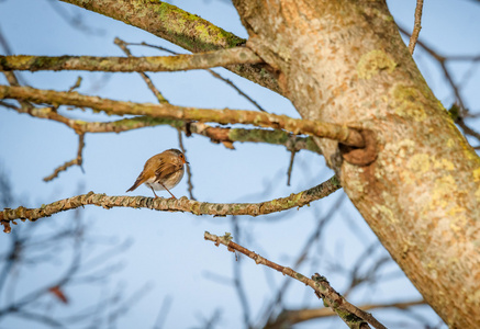 一根小树枝上的鸟