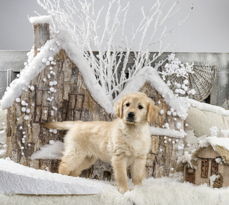 金毛猎犬在圣诞风景