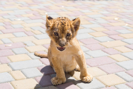 在动物园里玩的小可爱小老虎.童年的捕食者照片