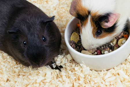 发现两只仓鼠图片