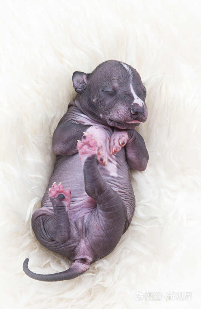 刚出生的小狗一周龄