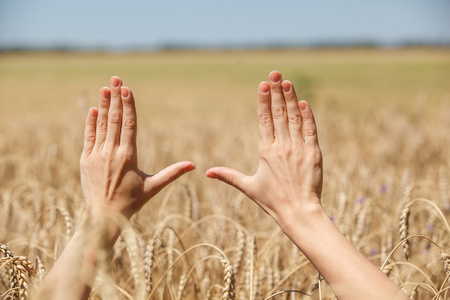 女人用手抚摸小麦