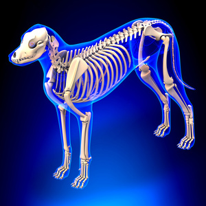 狗胸解剖 犬狼疮犬解剖照片 正版商用图片0v29nh 摄图新视界
