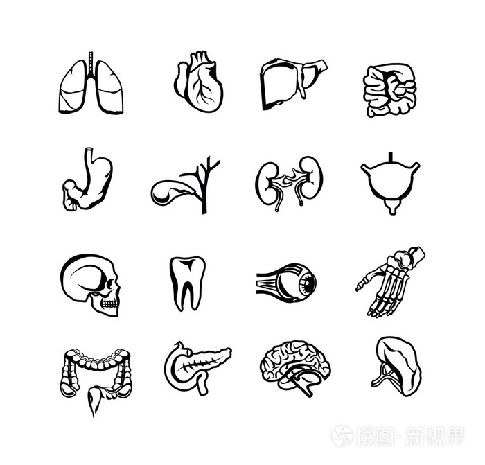 人体内部器官的股票矢量轮廓黑色图标集