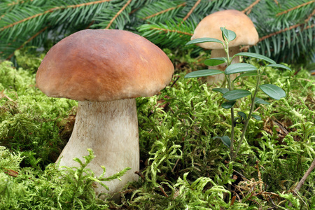 菌菇的生长环境图片