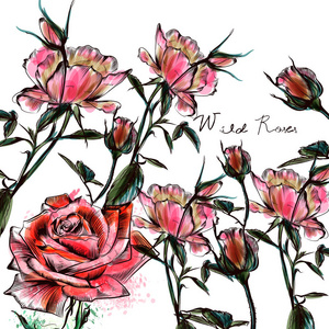 怀旧装饰画美丽的水彩玫瑰在手画样式.矢量设计照片