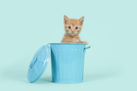 绿松石的蓝色背景上的蓝色垃圾箱里红姜 8 周龄宝贝猫