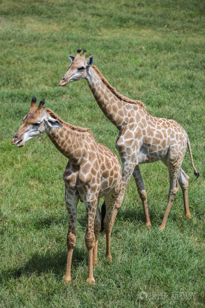 长颈鹿等在动物园里快乐地吃