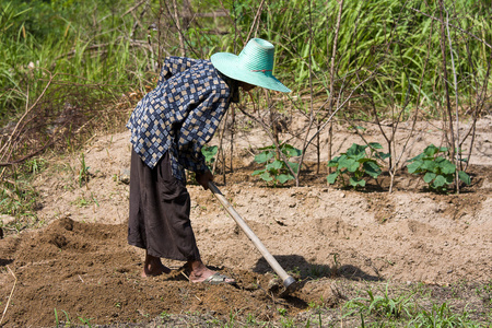 kvinna bonden hlla spade p fltet, thailand