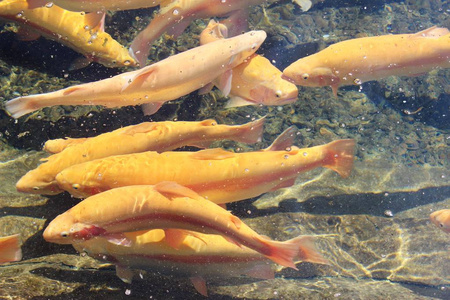 大量的平静的黄色浮鱼, 鳟鱼养殖照片