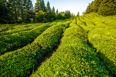 绿色茶园山，中国南方