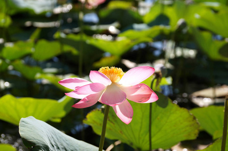 伏尔加河是洪泛平原湖莲花